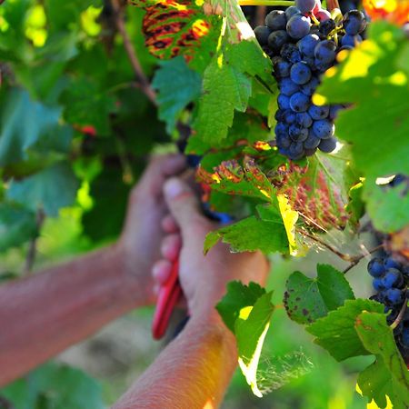 Mayfield Vineyard Orange Ngoại thất bức ảnh