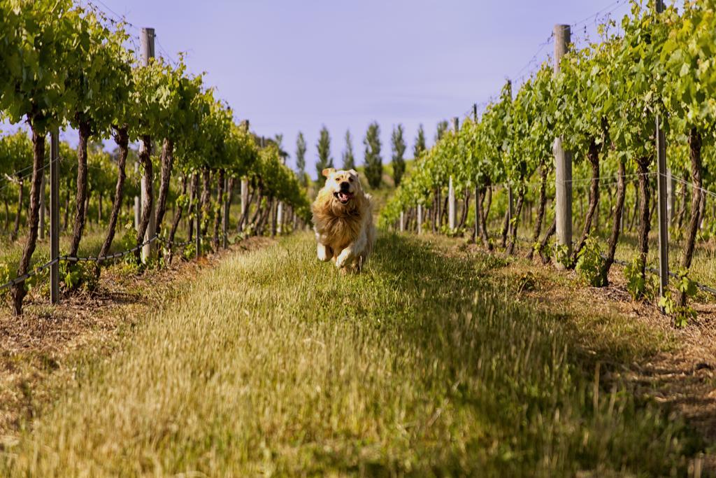 Mayfield Vineyard Orange Ngoại thất bức ảnh