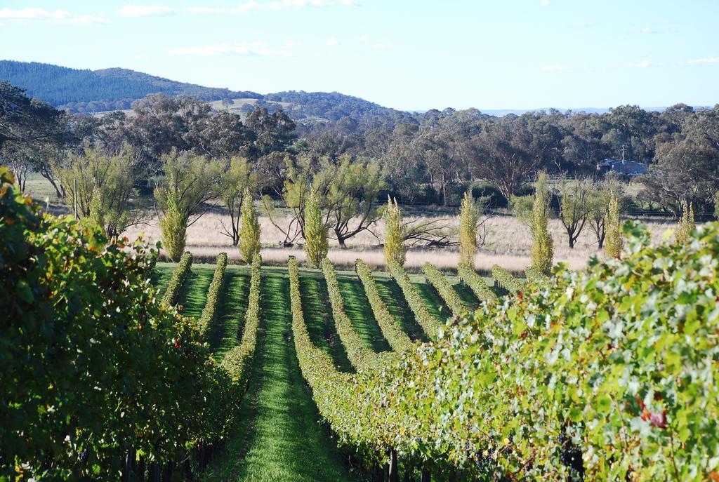Mayfield Vineyard Orange Ngoại thất bức ảnh