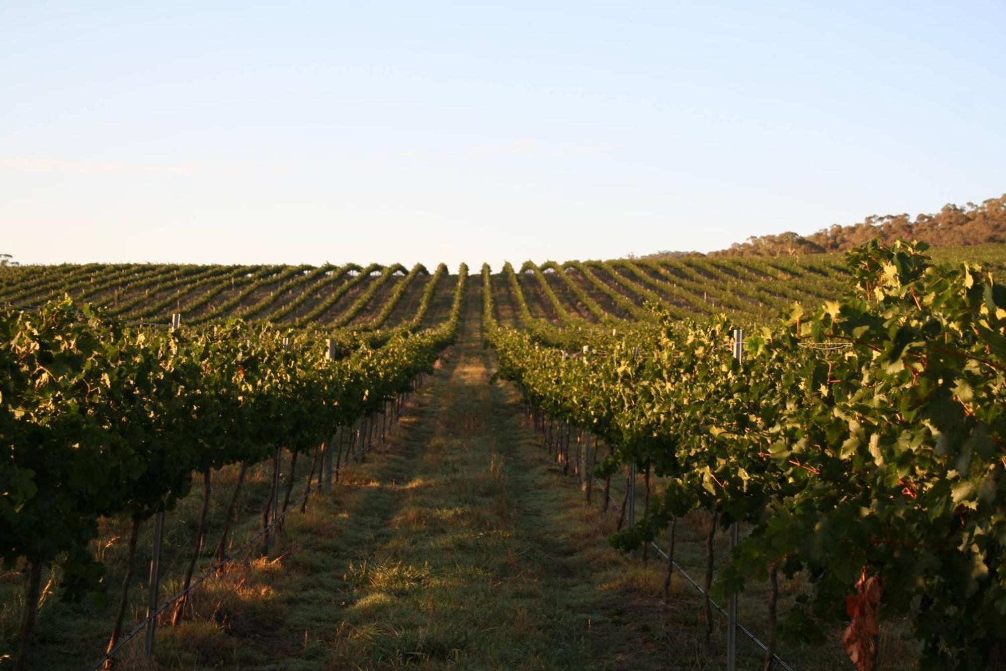 Mayfield Vineyard Orange Ngoại thất bức ảnh
