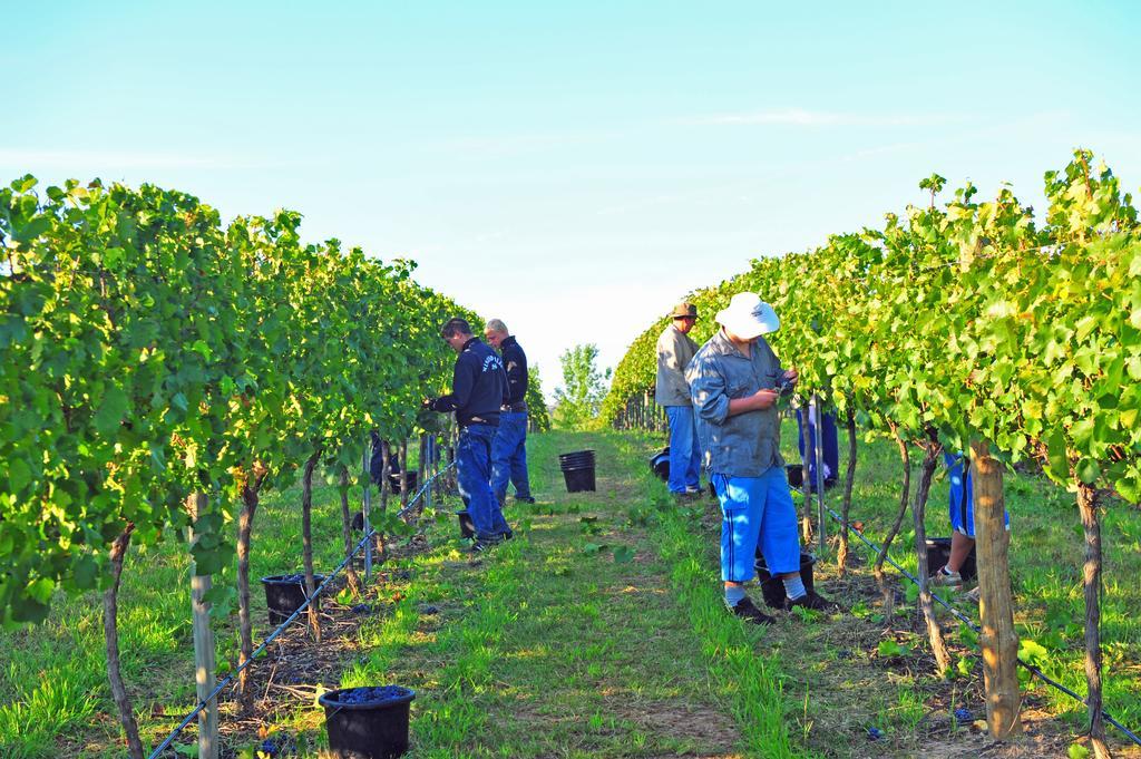 Mayfield Vineyard Orange Ngoại thất bức ảnh